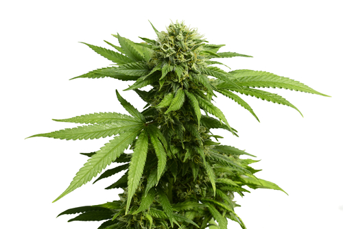 Legalized Marijuana reduces opioid use denver co